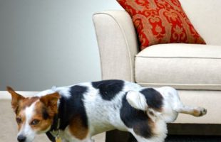 What to Do if Your Pet Has an Accident