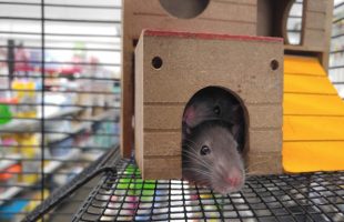 How Long Does Professional Pest Control Last?