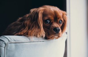4 Reasons Why Pet Owners Should Get Their Upholstery Cleaned